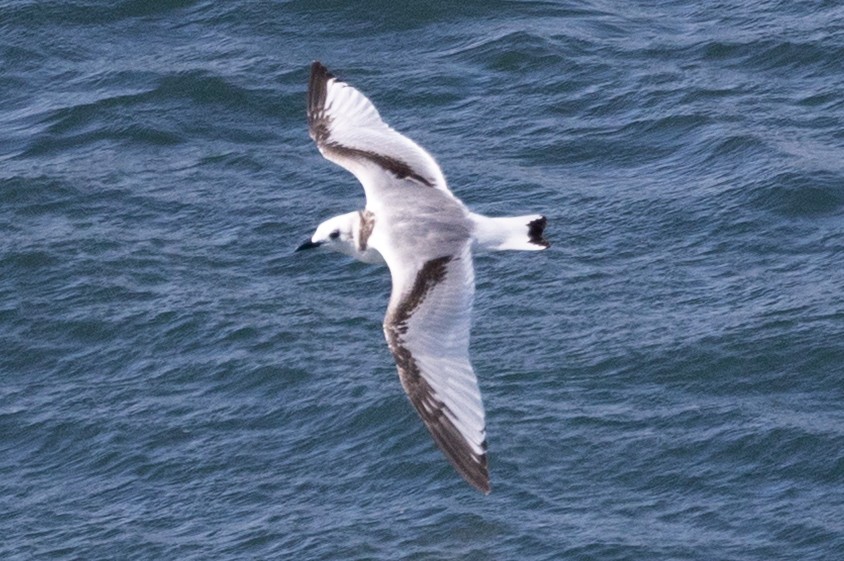 Black-legged Kittiwake - ML641877760