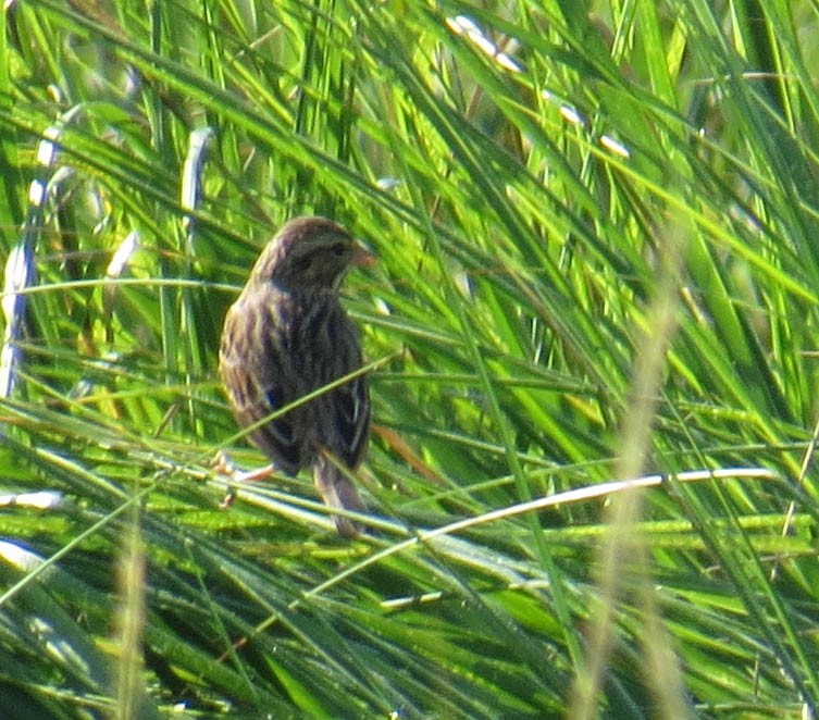 Savannah Sparrow - ML641877767