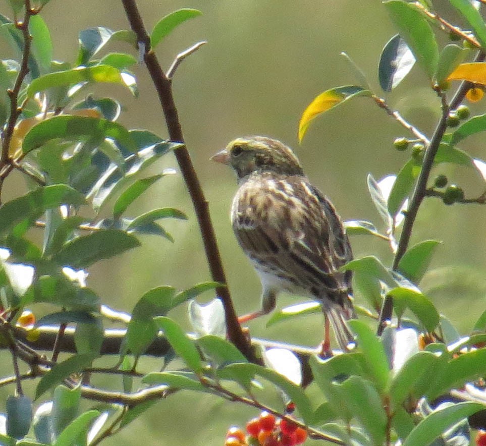 Savannah Sparrow - ML641877768