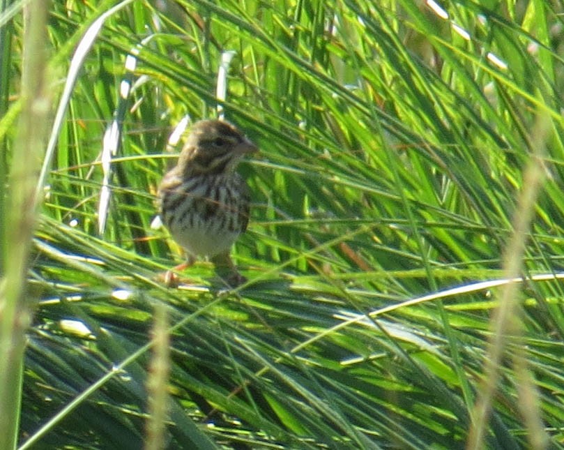 Savannah Sparrow - ML641877769