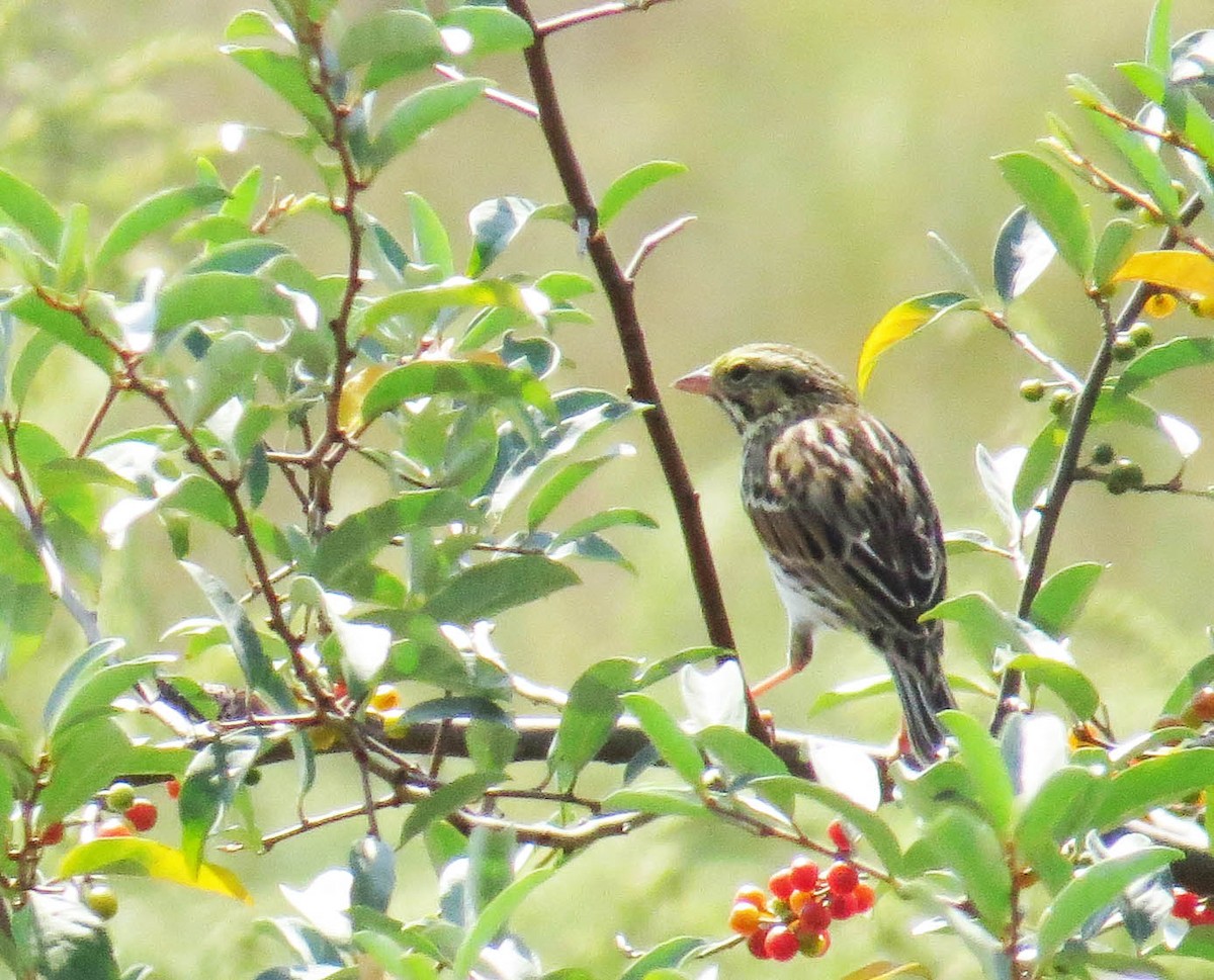 Savannah Sparrow - ML641877770