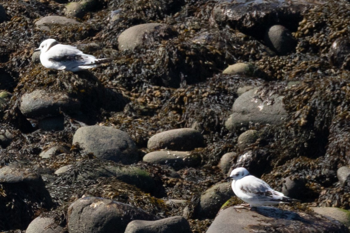 Black-legged Kittiwake - ML641877775