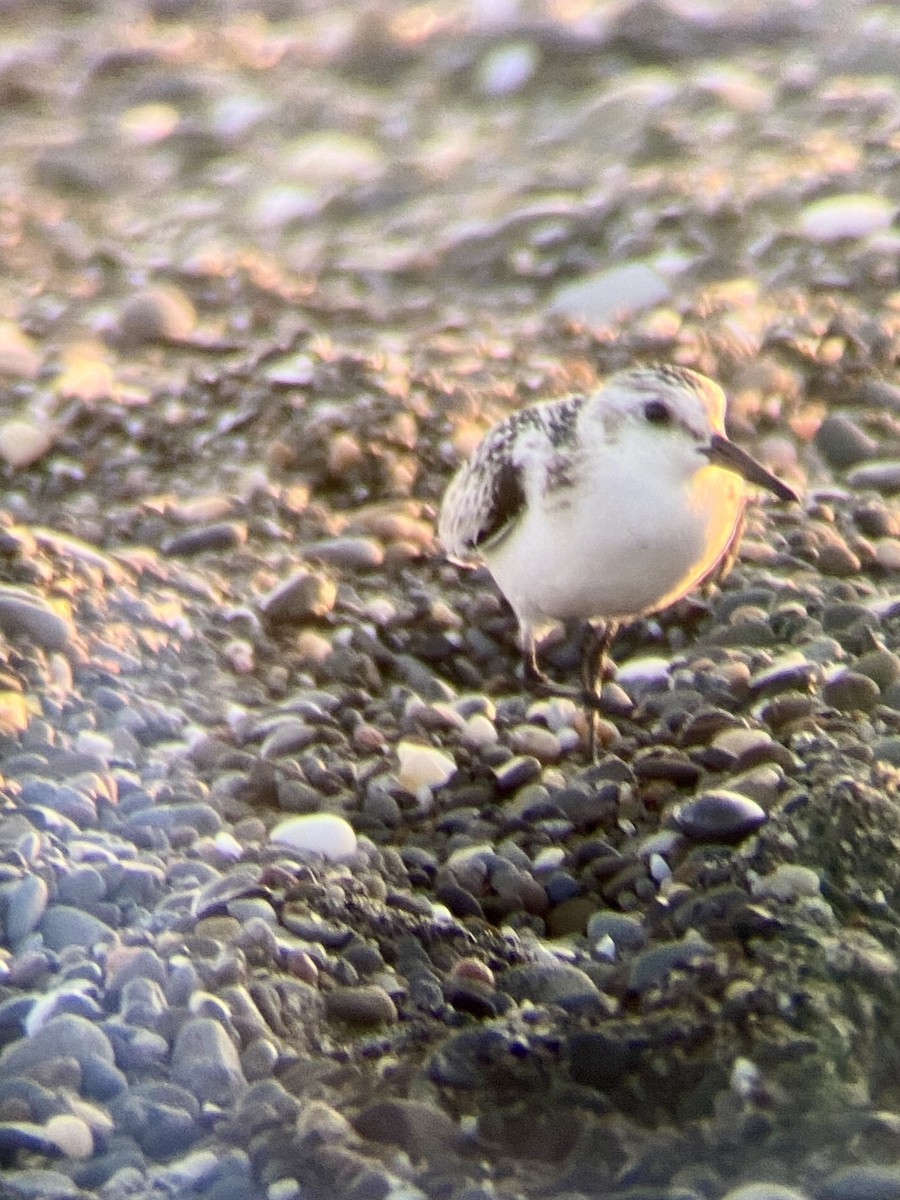 Sanderling - ML641877799