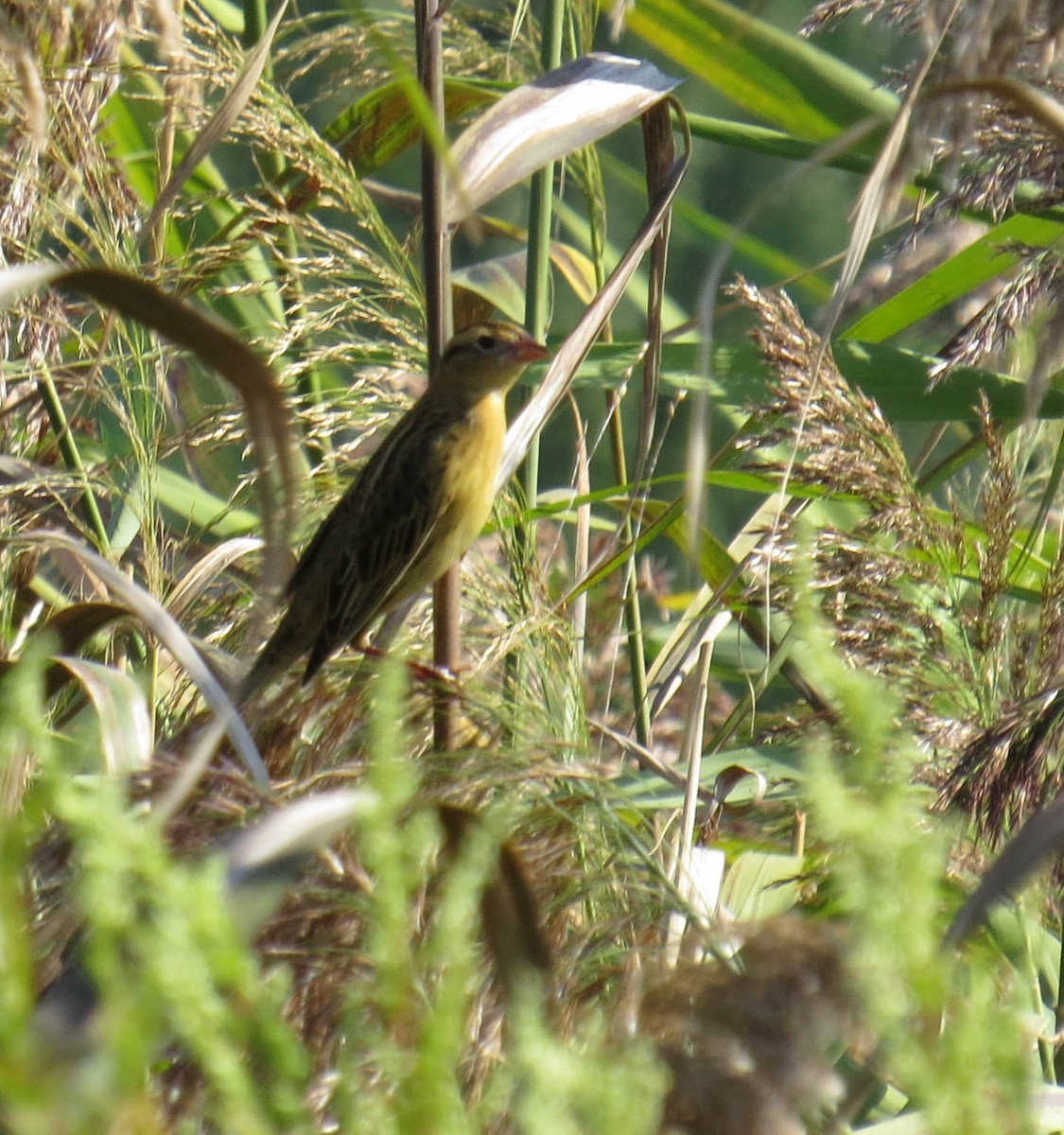 Bobolink - ML641877800