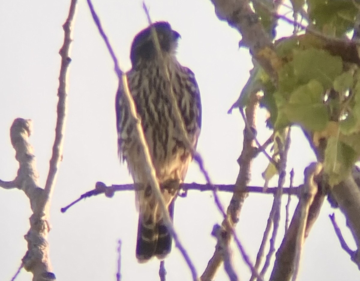 Merlin - ML641877816