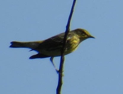 Cape May Warbler - ML641877821