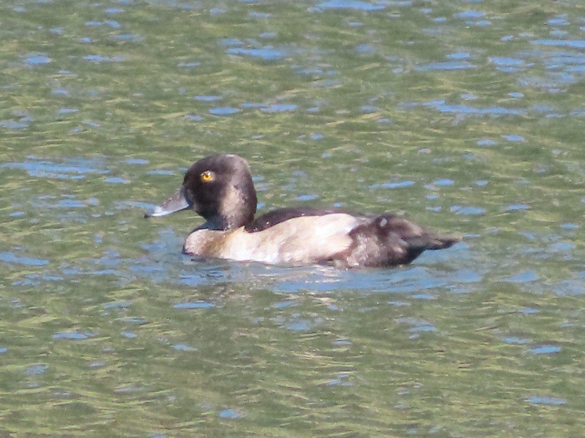 Ring-necked Duck - ML641877836