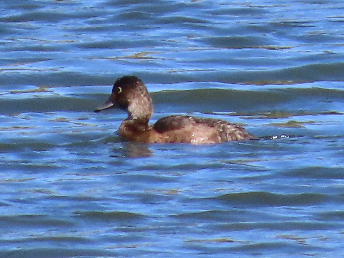 Ring-necked Duck - ML641877837
