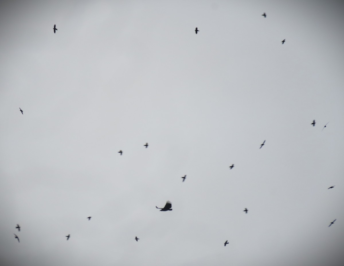 Gray-rumped Swift - ML641877842