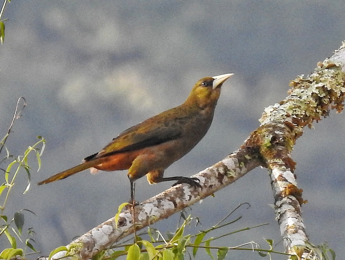 Dusky-green Oropendola - ML641877848