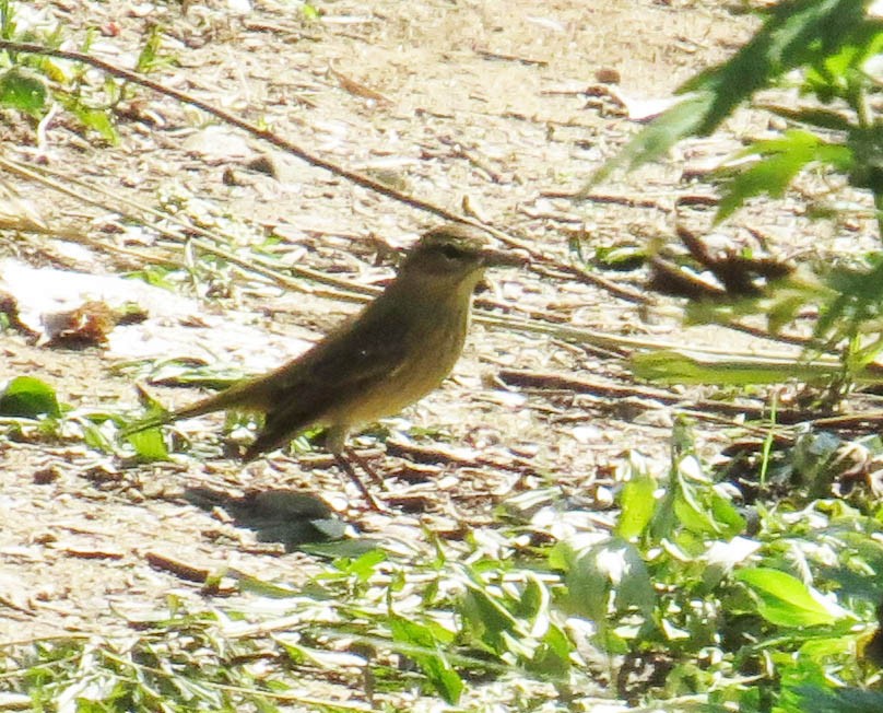 Palm Warbler - ML641877855