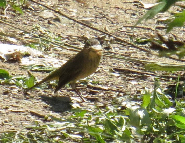 Palm Warbler - ML641877856