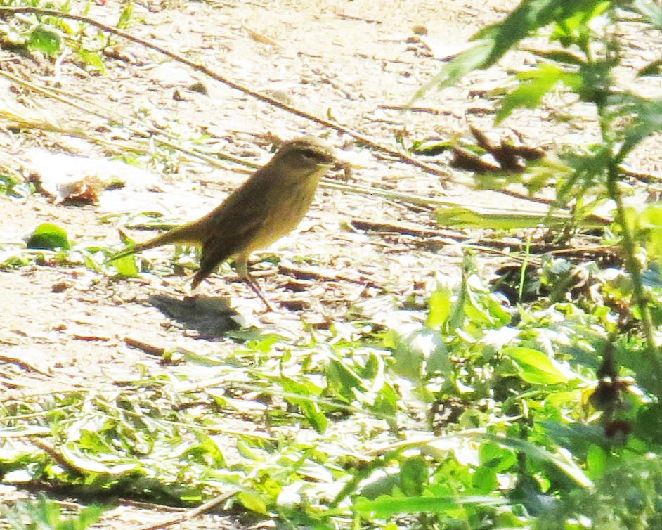 Palm Warbler - ML641877857