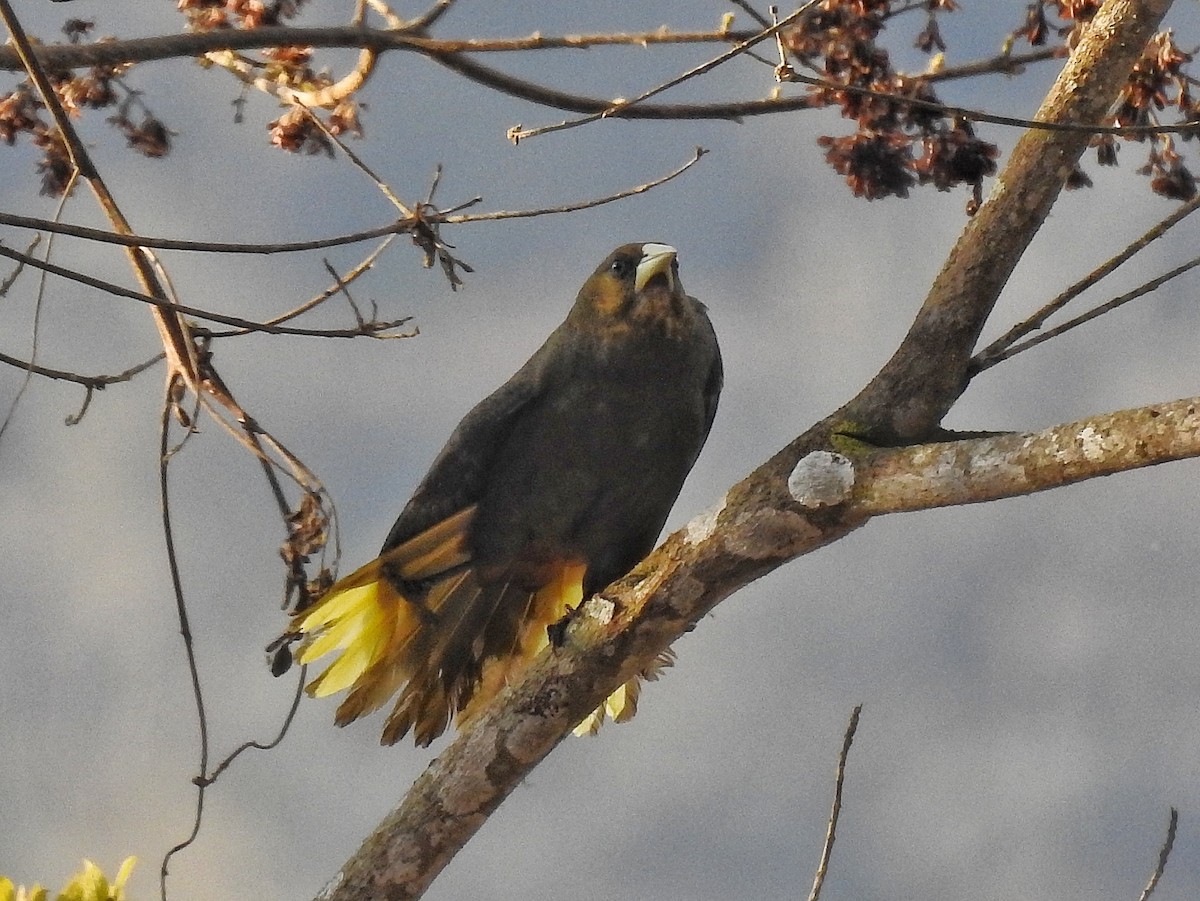 Dusky-green Oropendola - ML641877858