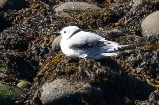 Black-legged Kittiwake - ML641877876