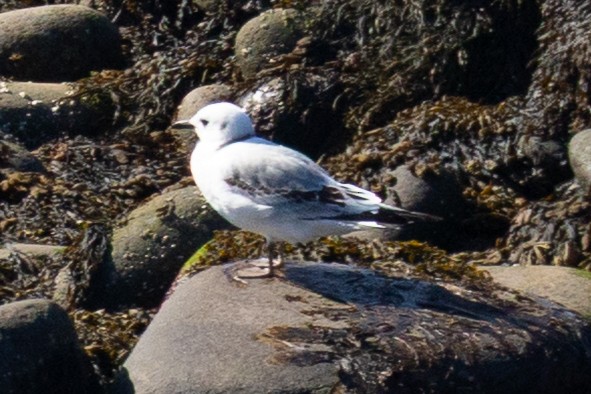 Black-legged Kittiwake - ML641877908