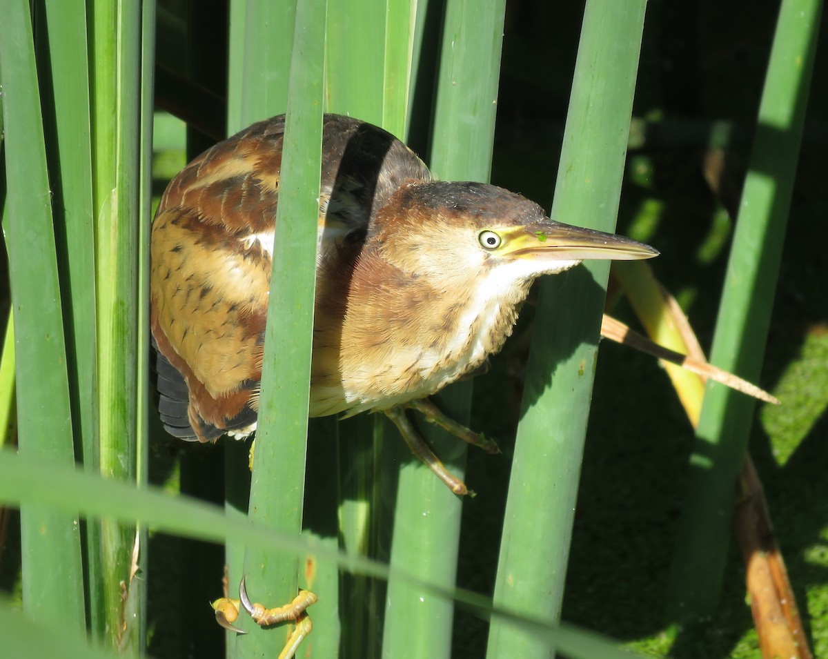 Least Bittern - ML641877913