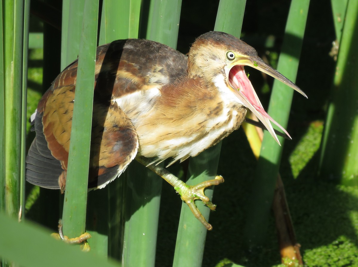 Least Bittern - ML641877914