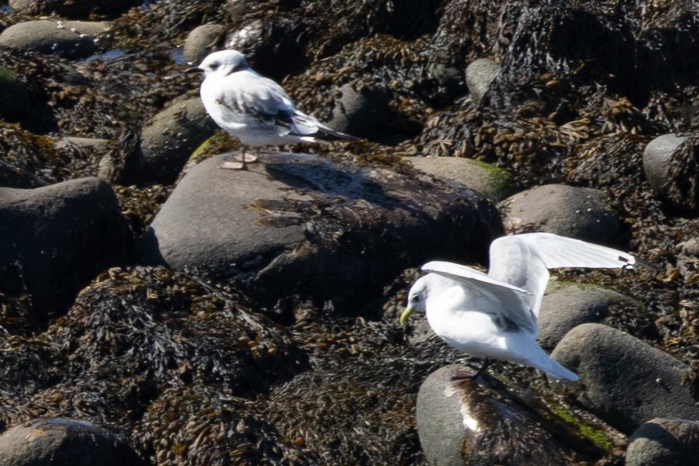 Black-legged Kittiwake - ML641877927