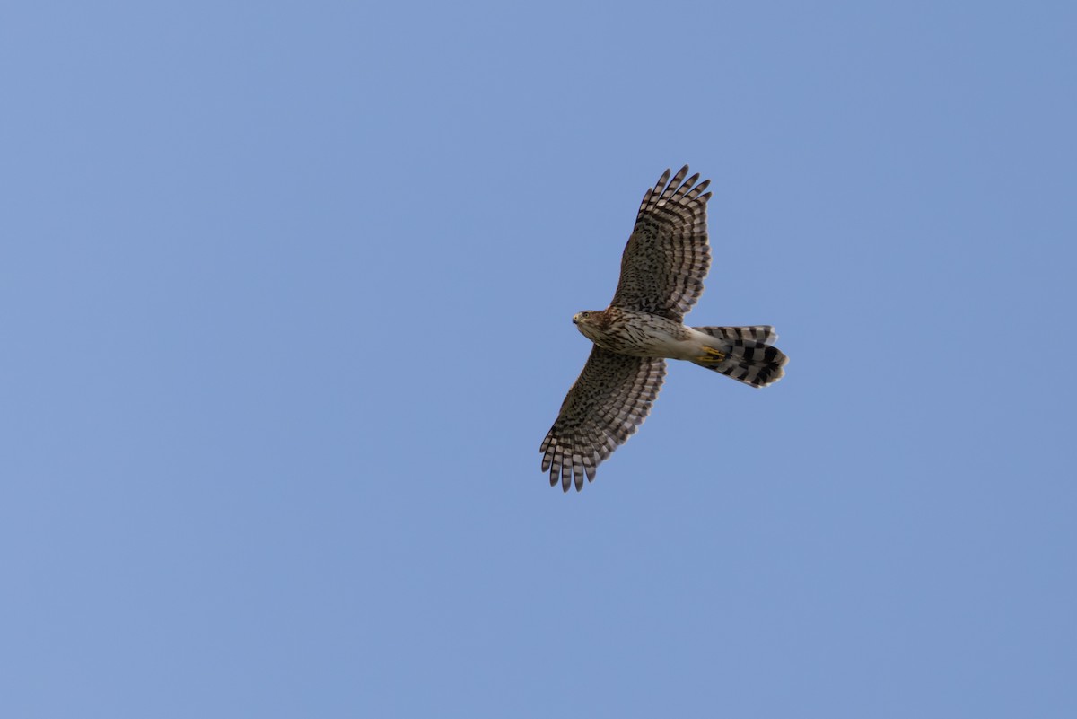 Cooper's Hawk - ML641877944