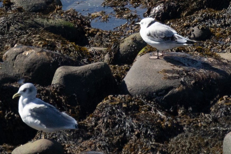 Black-legged Kittiwake - ML641877947