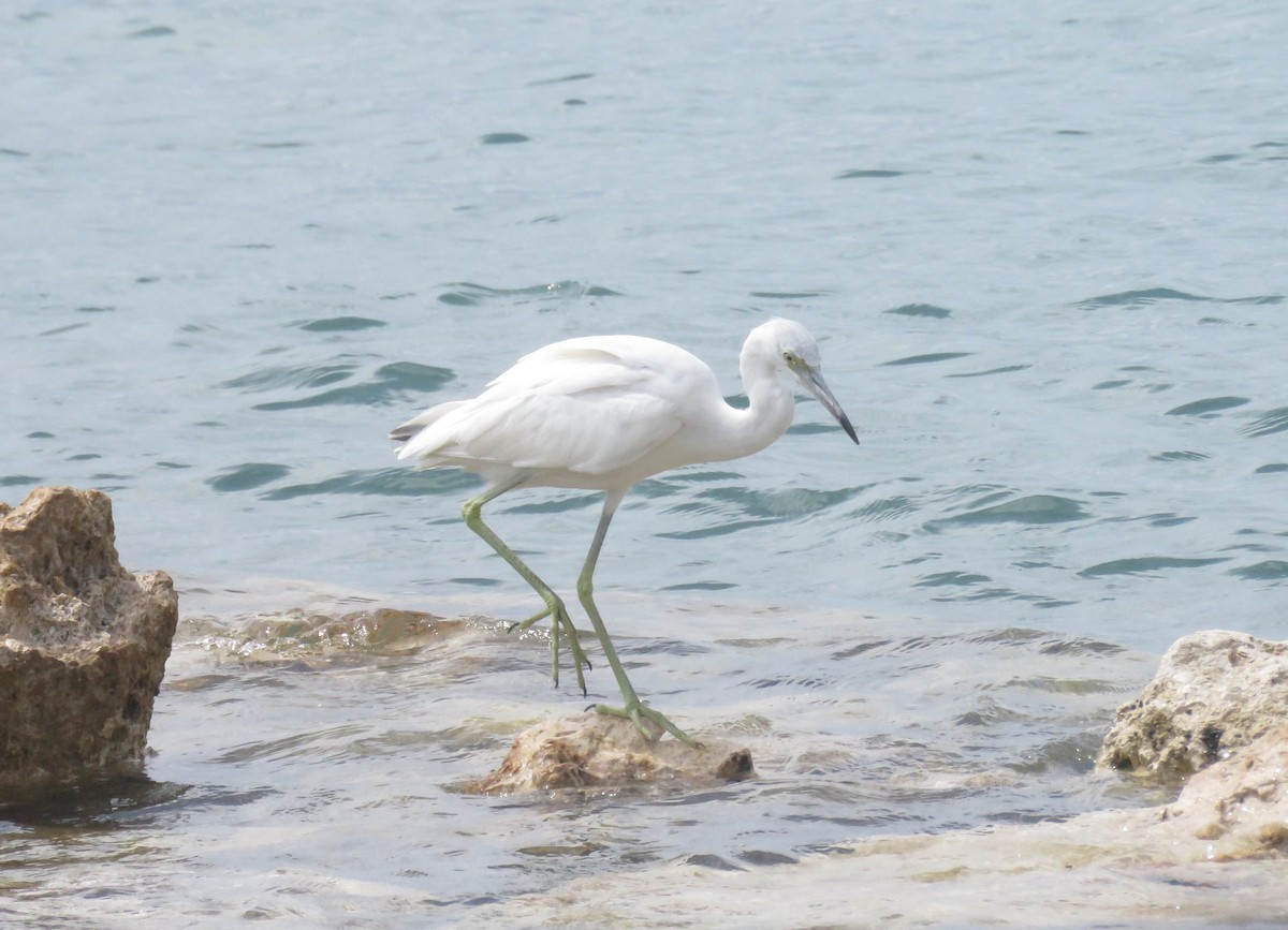 Little Blue Heron - ML641877950