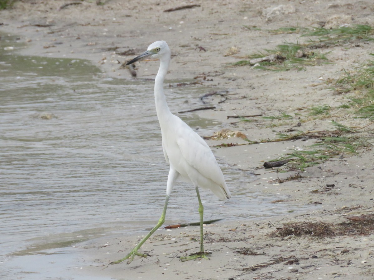Little Blue Heron - ML641877951