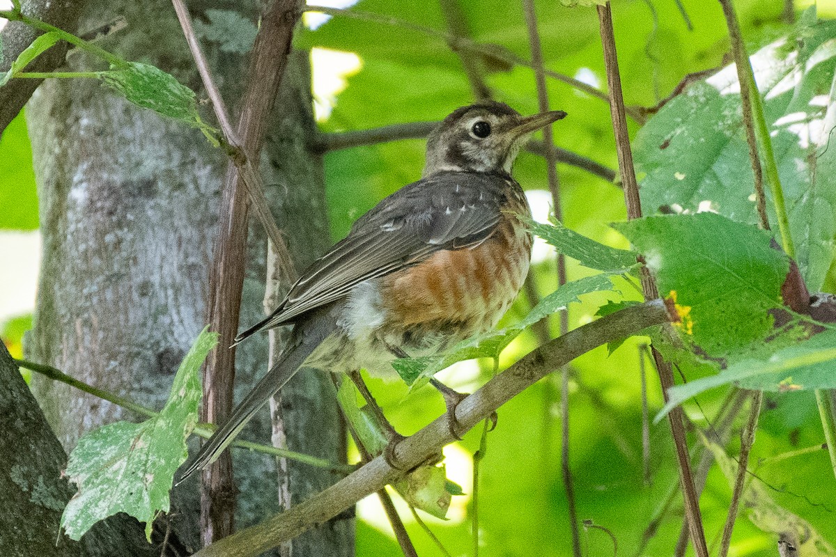 American Robin - ML641878005