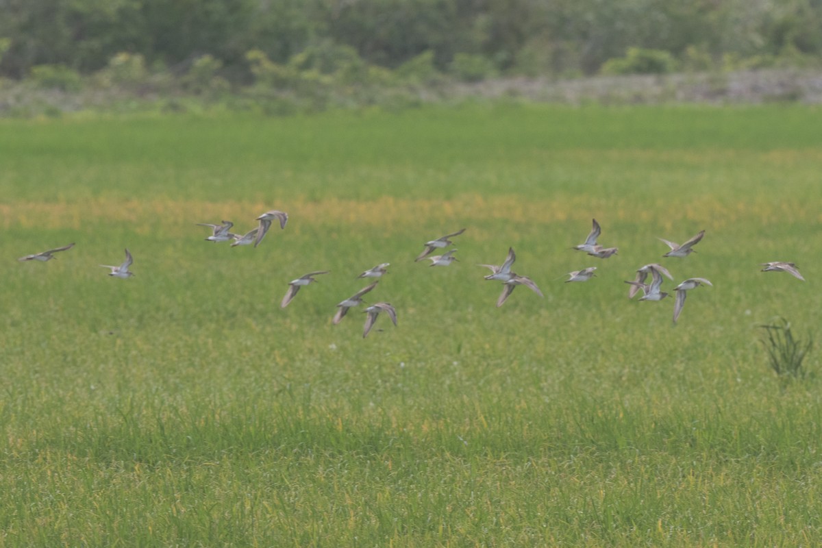 White-rumped Sandpiper - ML64187801