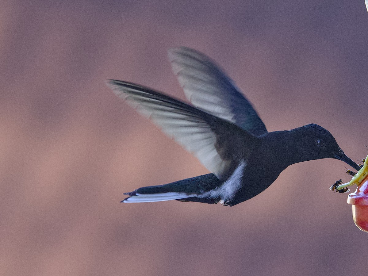 Black Jacobin - ML641878023