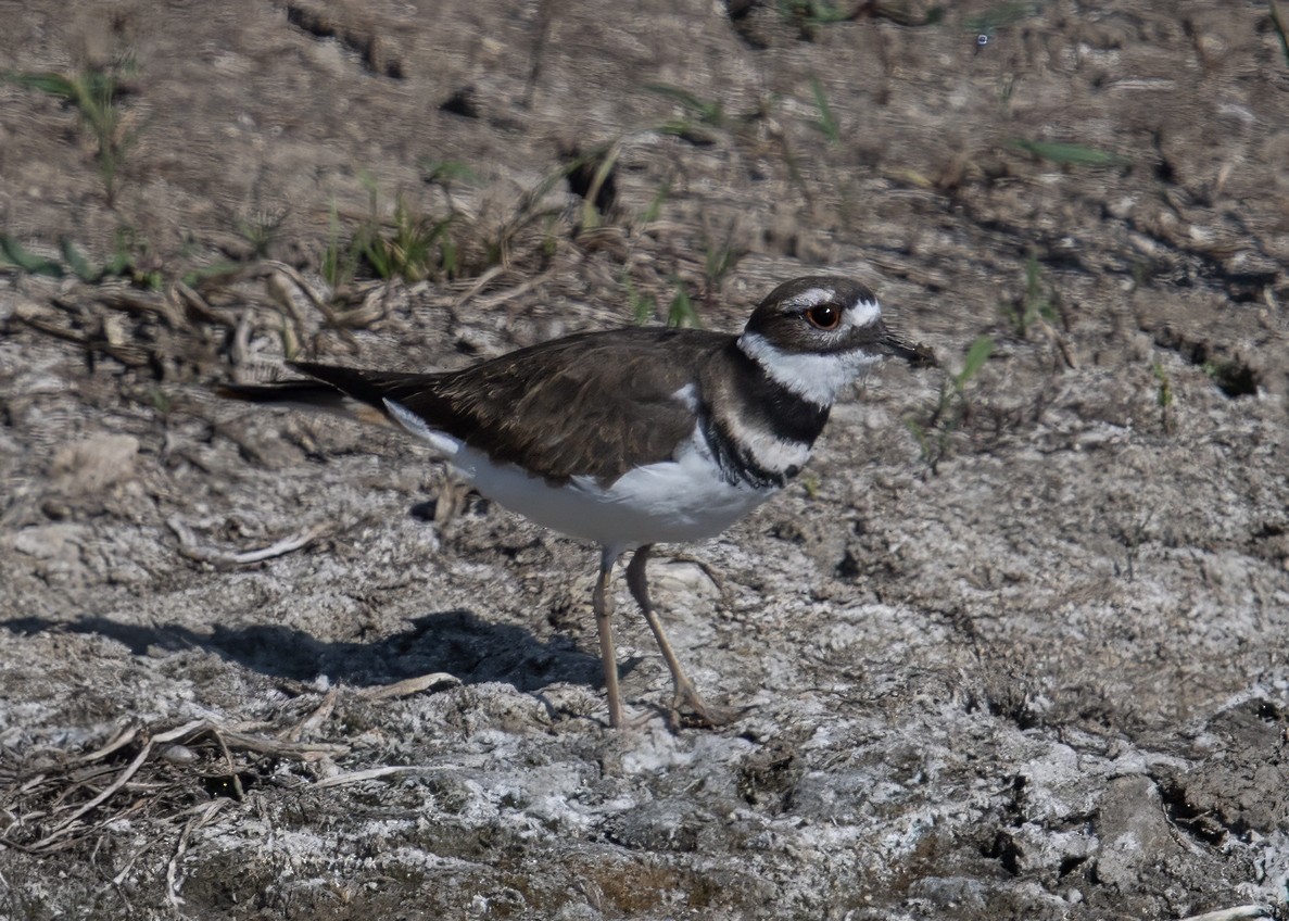 Killdeer - ML641878043