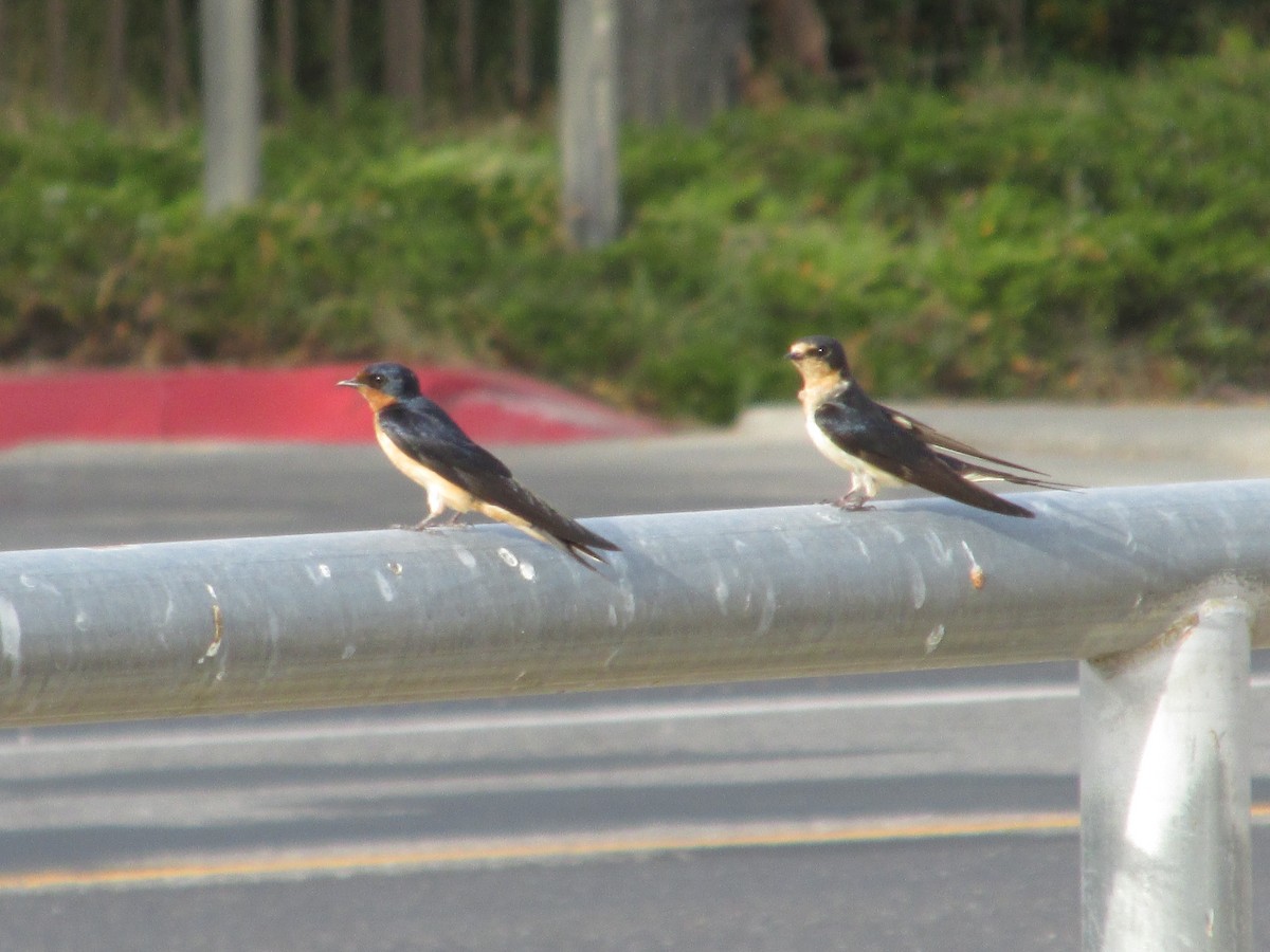 Ластівка сільська - ML641878069