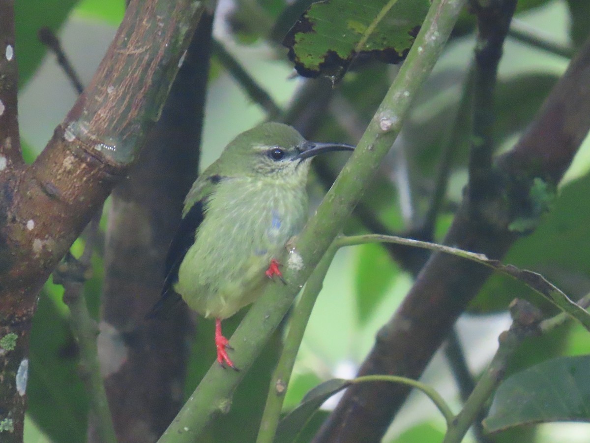 Red-legged Honeycreeper - ML641878074