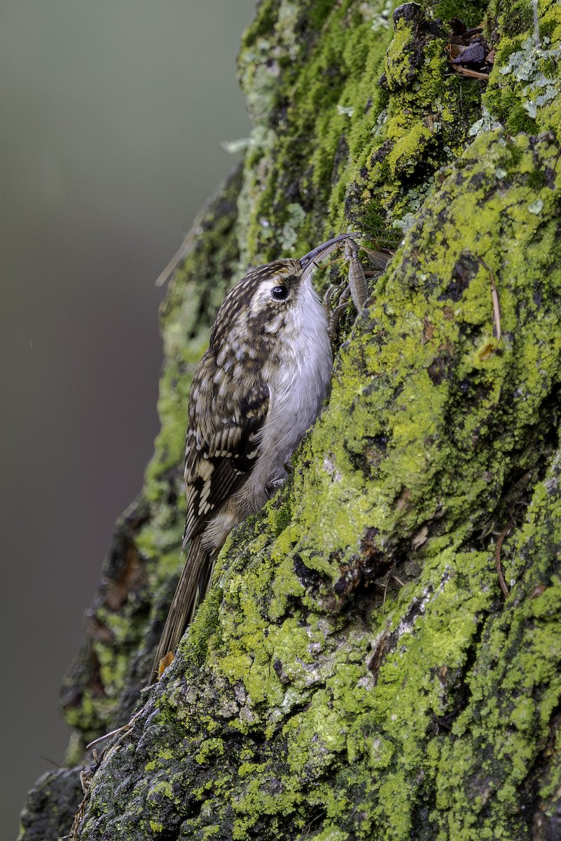 Brown Creeper - ML641878080