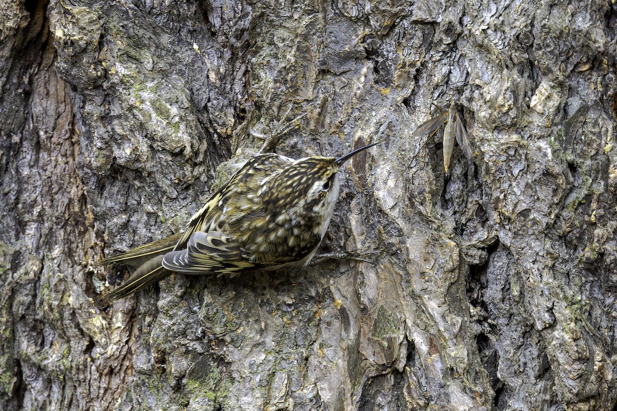 Brown Creeper - ML641878081