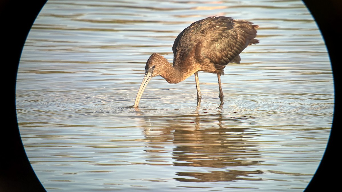 Glossy Ibis - ML641878083