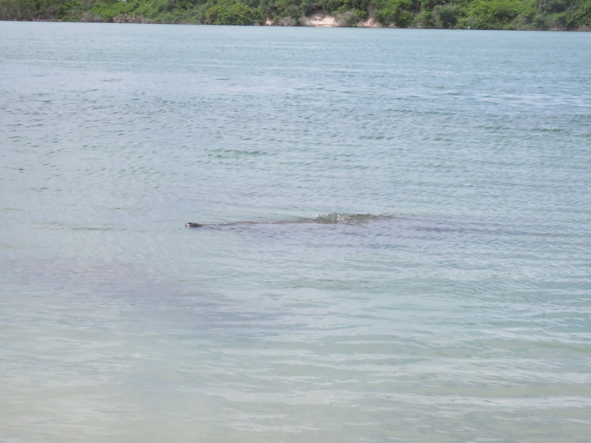 Manatees - ML641878093