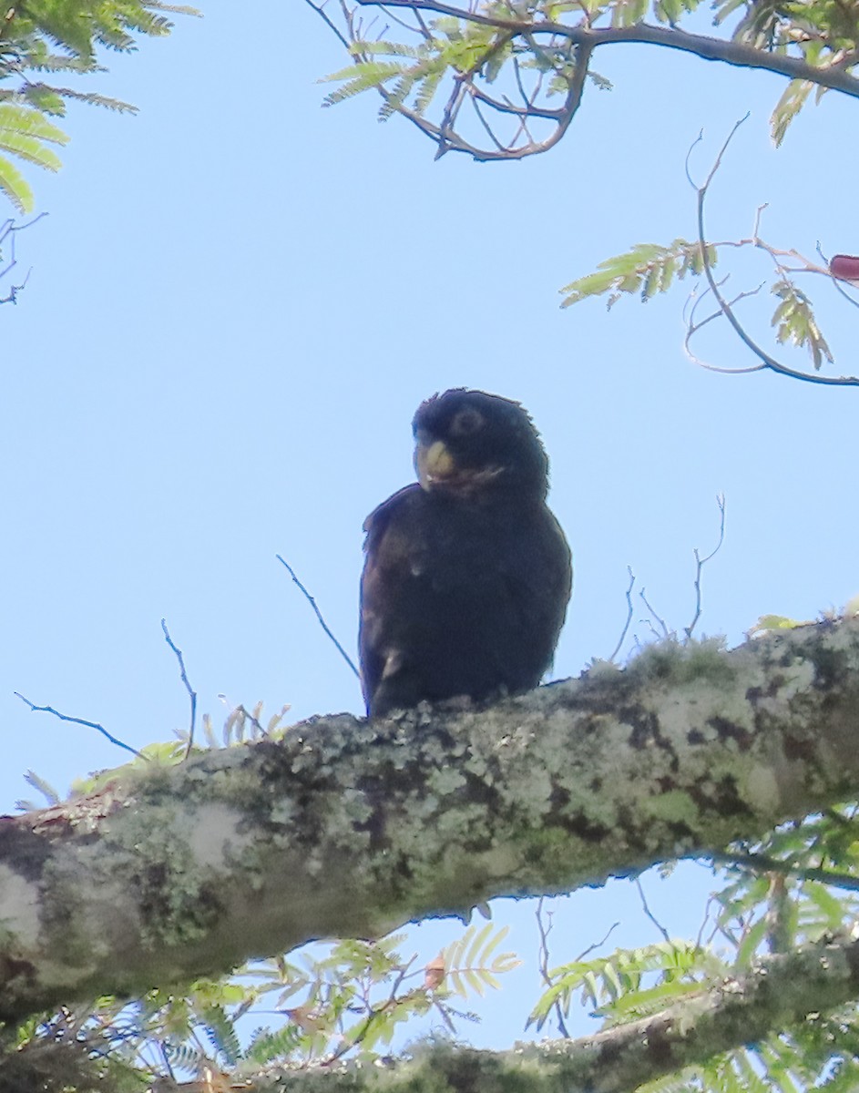 Bronze-winged Parrot - ML641878105