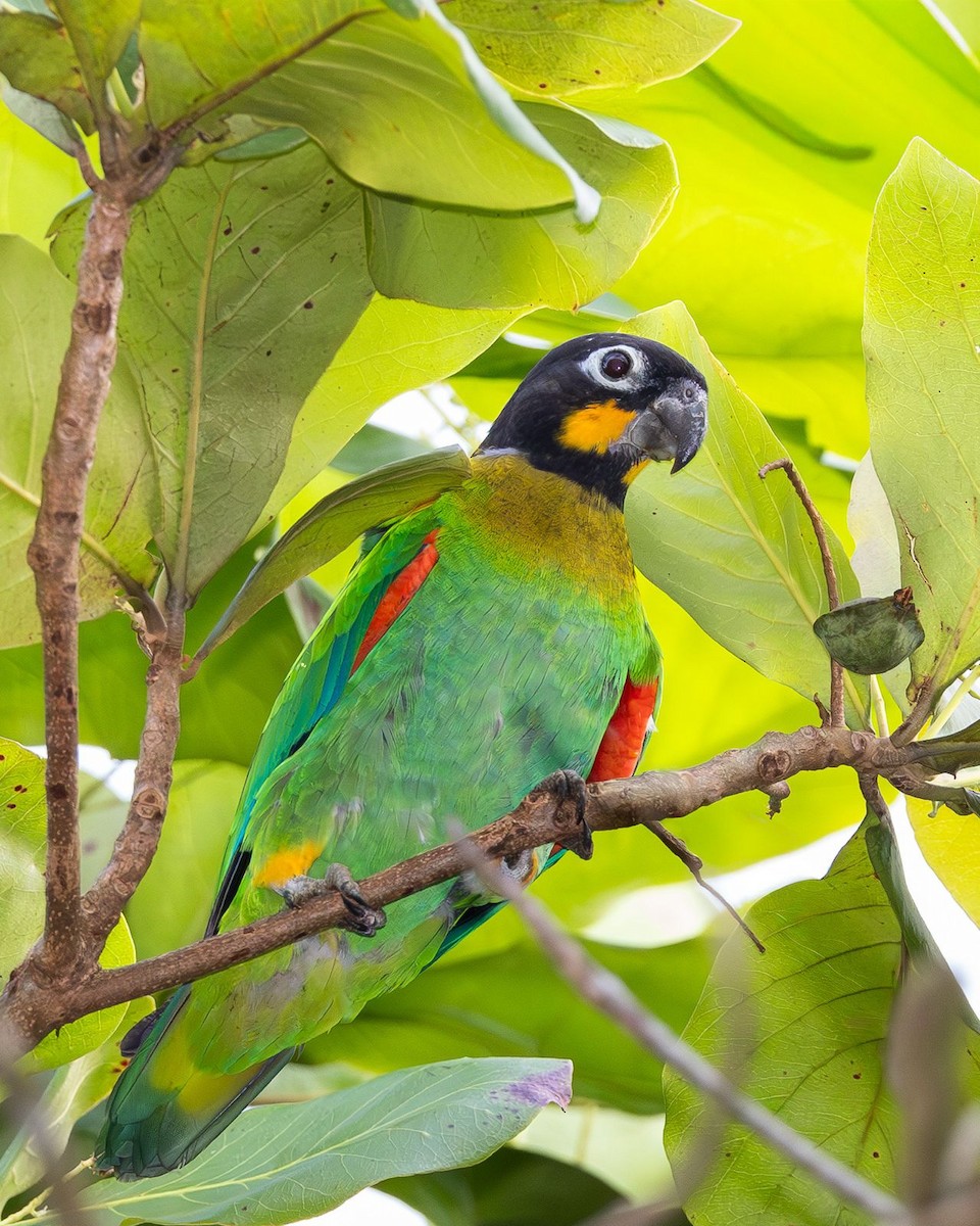 Orange-cheeked Parrot - ML641878119