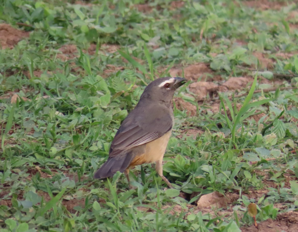 Bluish-gray Saltator - ML641878146