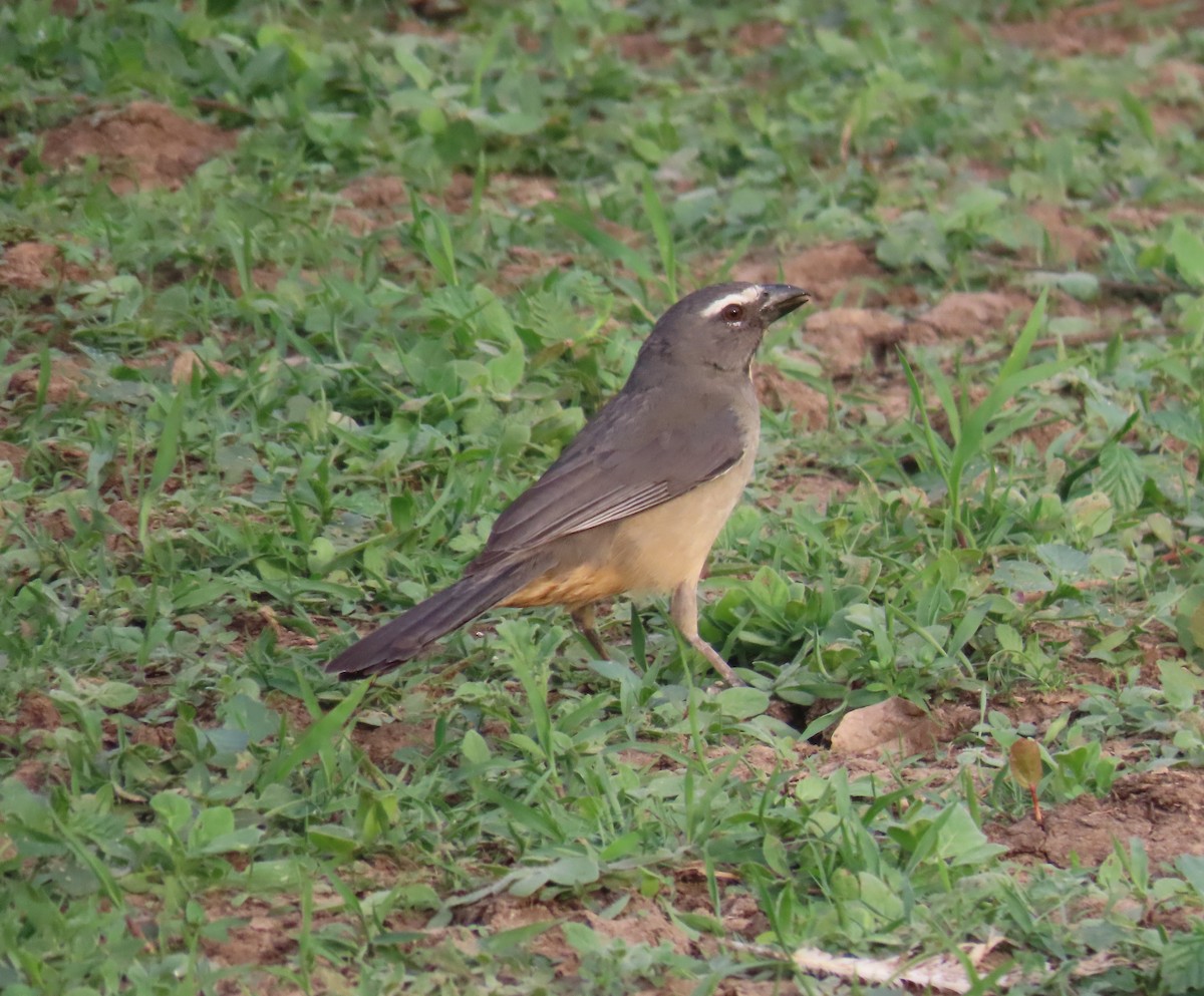 Bluish-gray Saltator - ML641878148