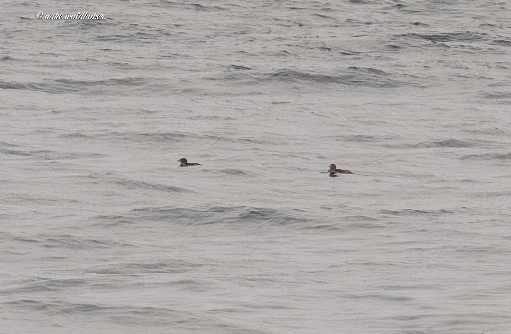 Rhinoceros Auklet - ML641878169