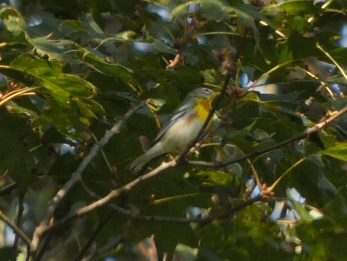 Northern Parula - ML641878171