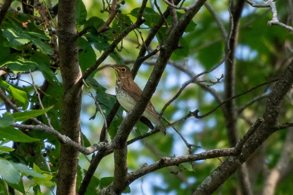 Swainson's Thrush - ML641878188