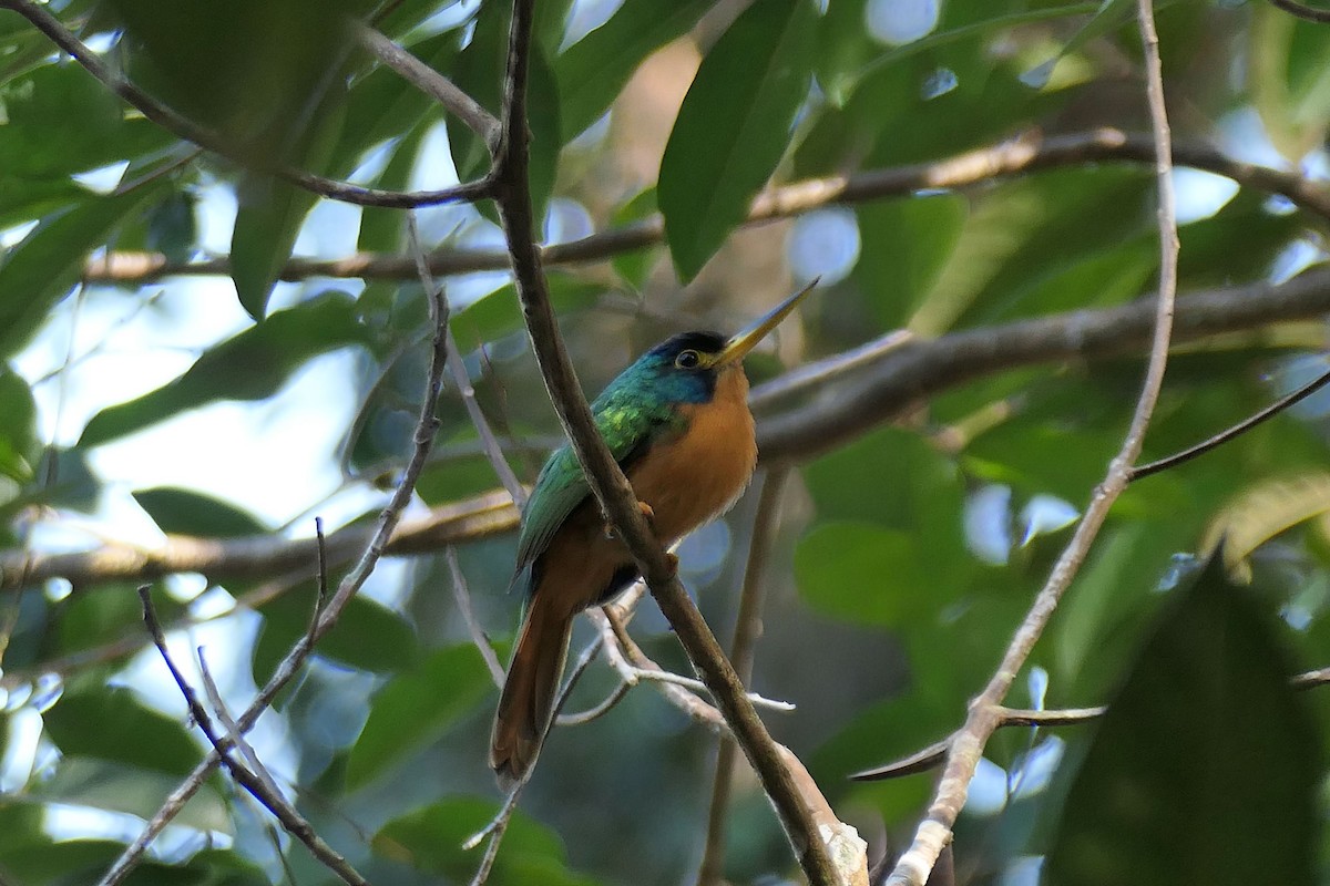 Blue-cheeked Jacamar - ML641878196