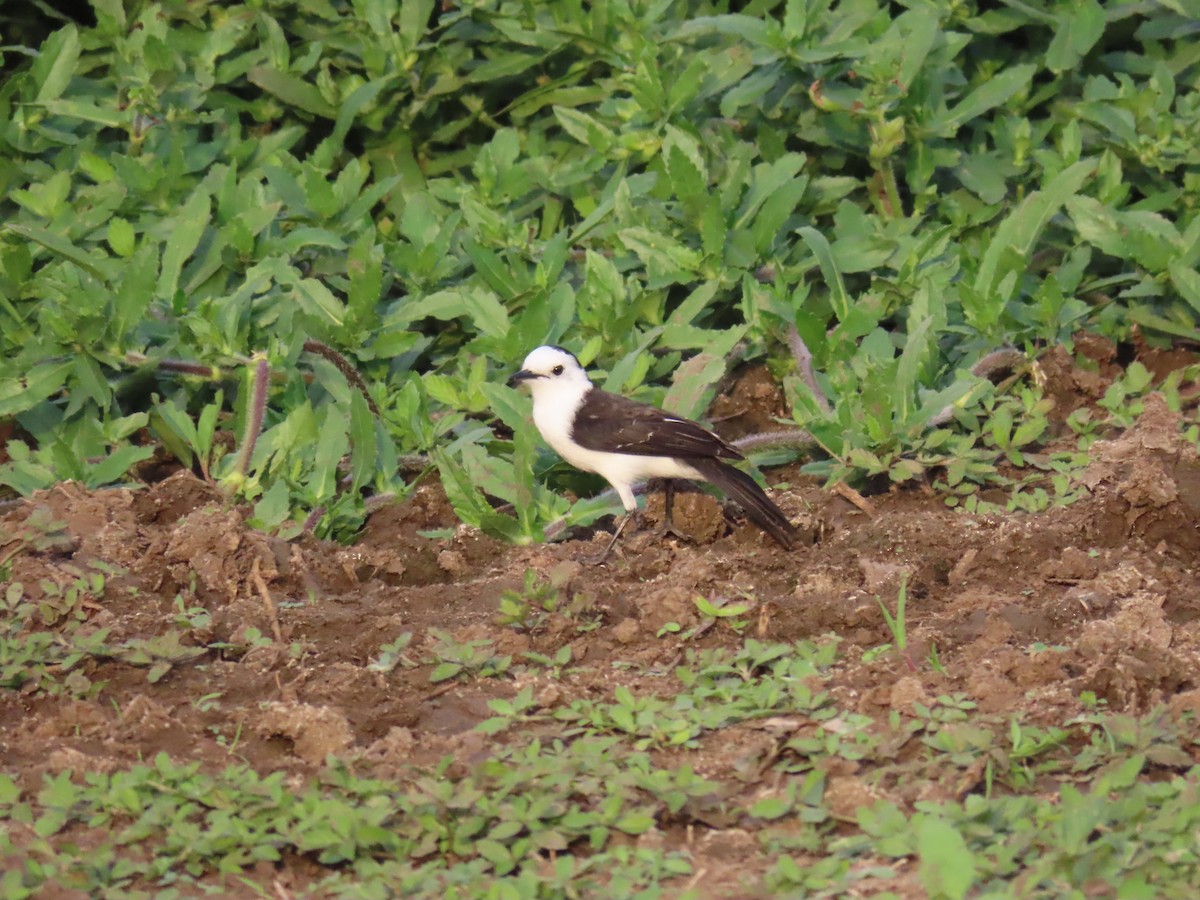 Black-backed Water-Tyrant - ML641878207