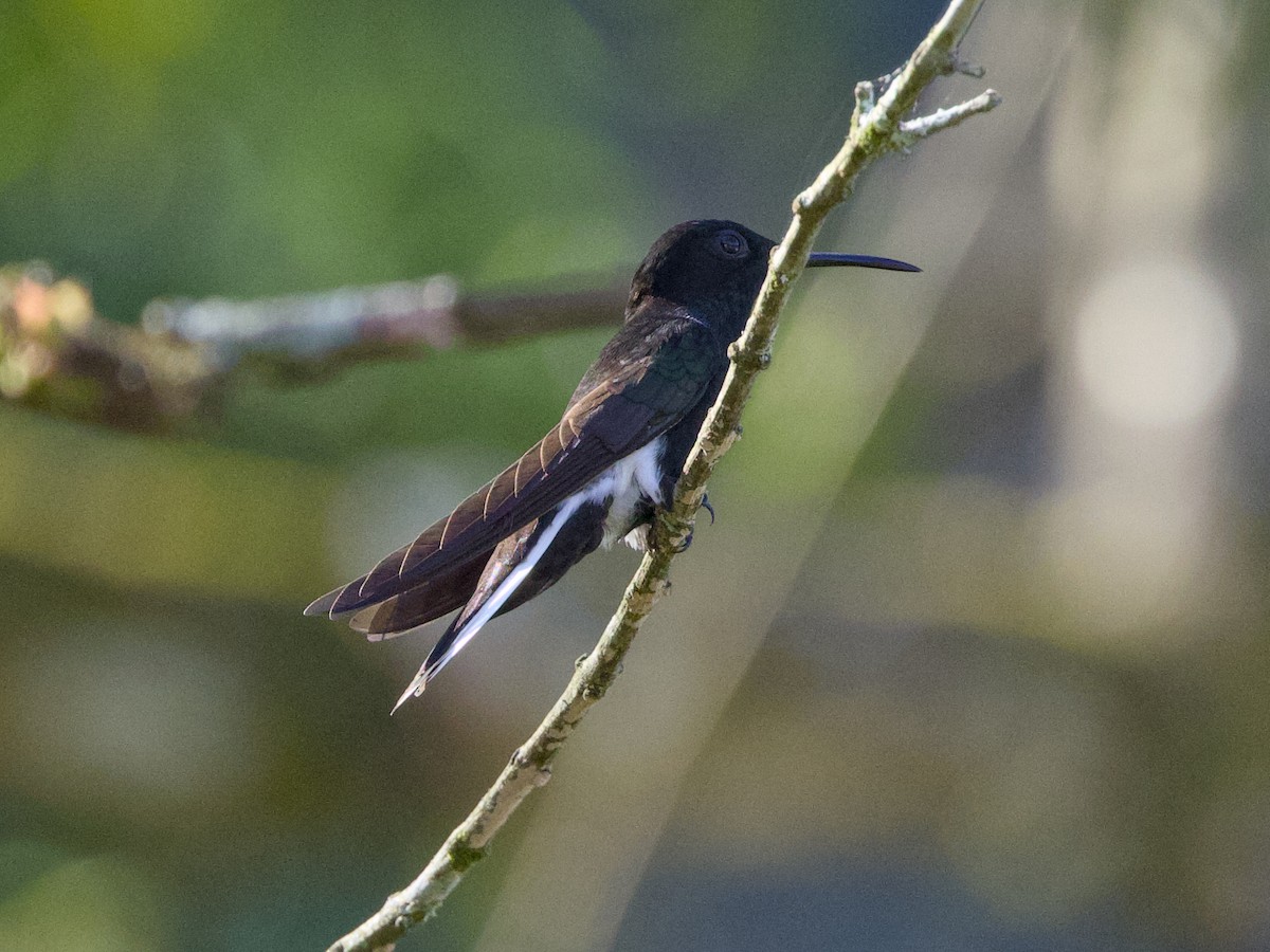 Black Jacobin - ML641878212