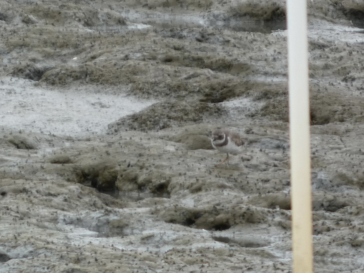 Common Ringed Plover - ML641878214