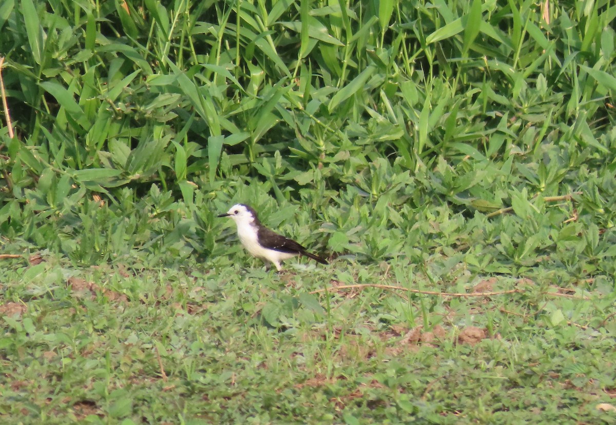 Black-backed Water-Tyrant - ML641878219