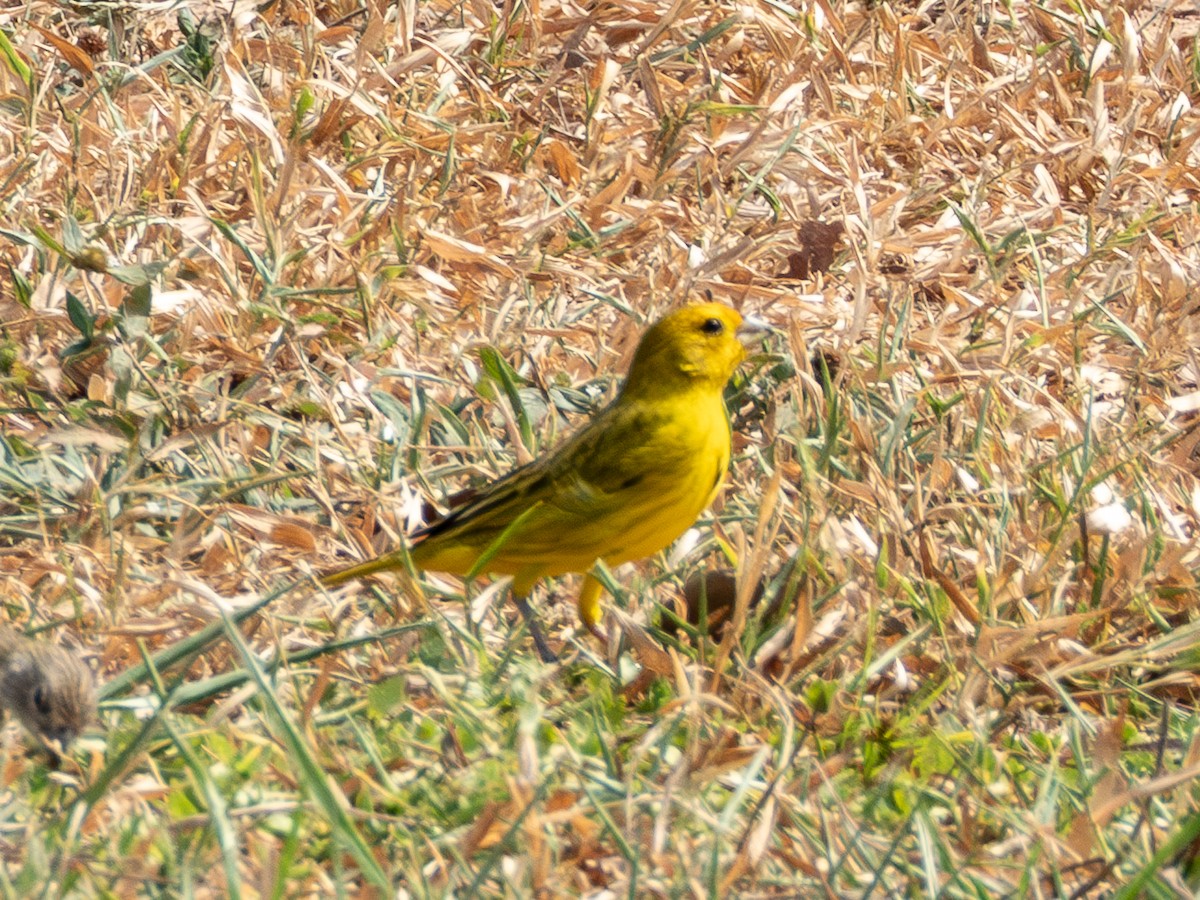 Saffron Finch - ML641878238